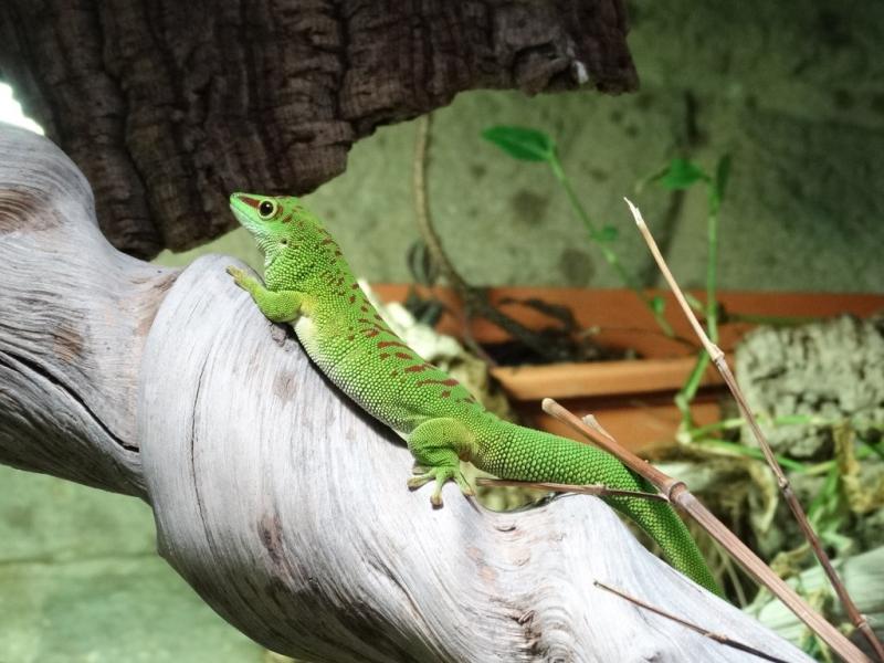 Phelsuma - 2014