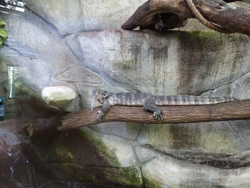 Varan d'eau malais - 2014