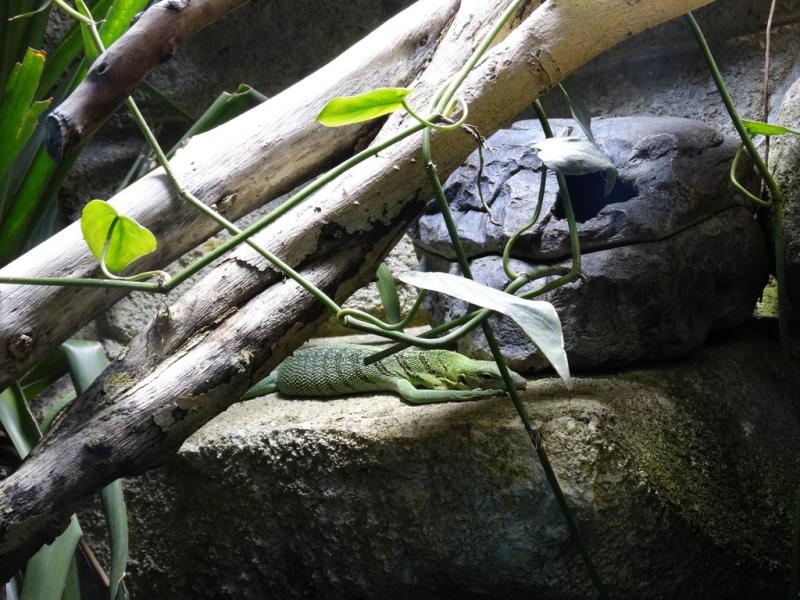 Varan émeraude - 2014