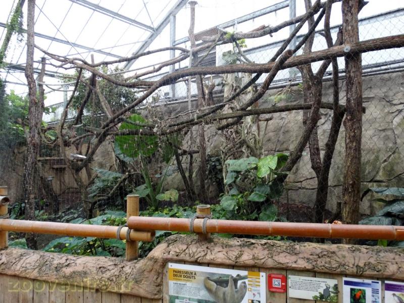 Paresseux à deux doigts - Coq-de-roche