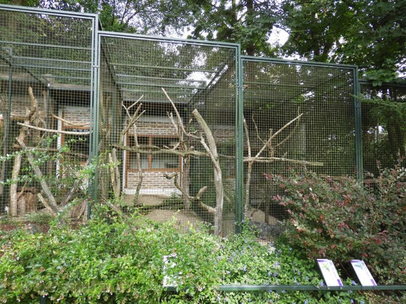 Ara de Illiger - Ara macavouanne