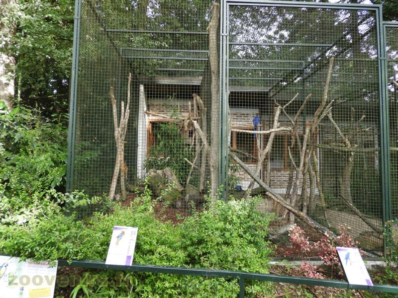 Ara chloroptère - Ara hyacinthe