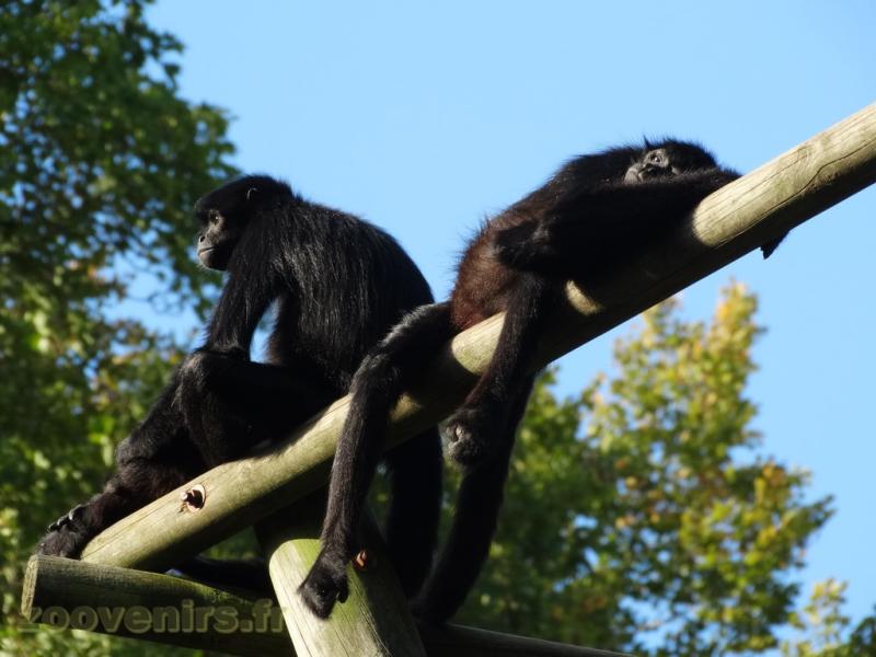 Atèle noir de Colombie