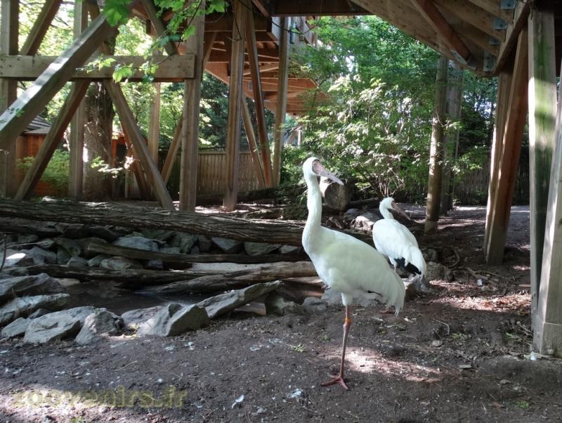 Grue de Sibérie - Kamichi à collier