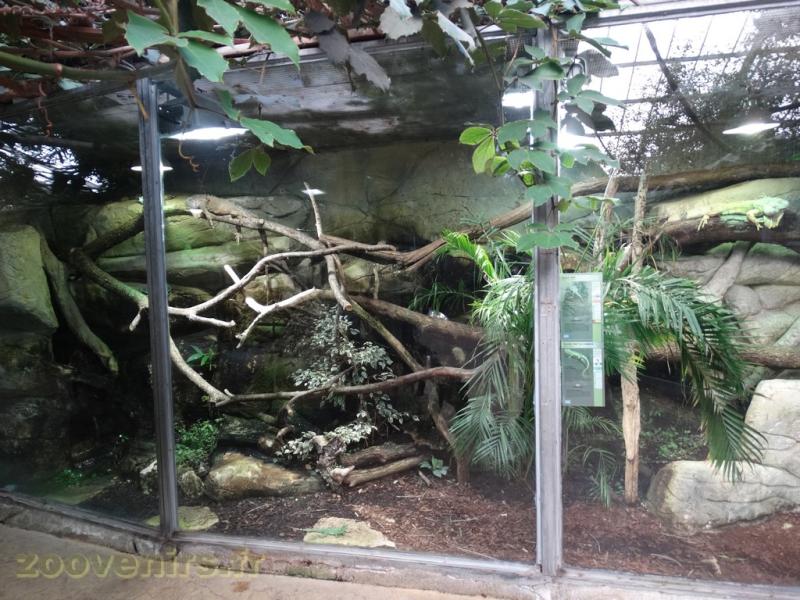 Iguane vert - Basilic vert