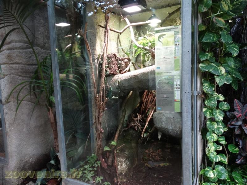 Caméléon panthère - Gecko géant de Madagascar