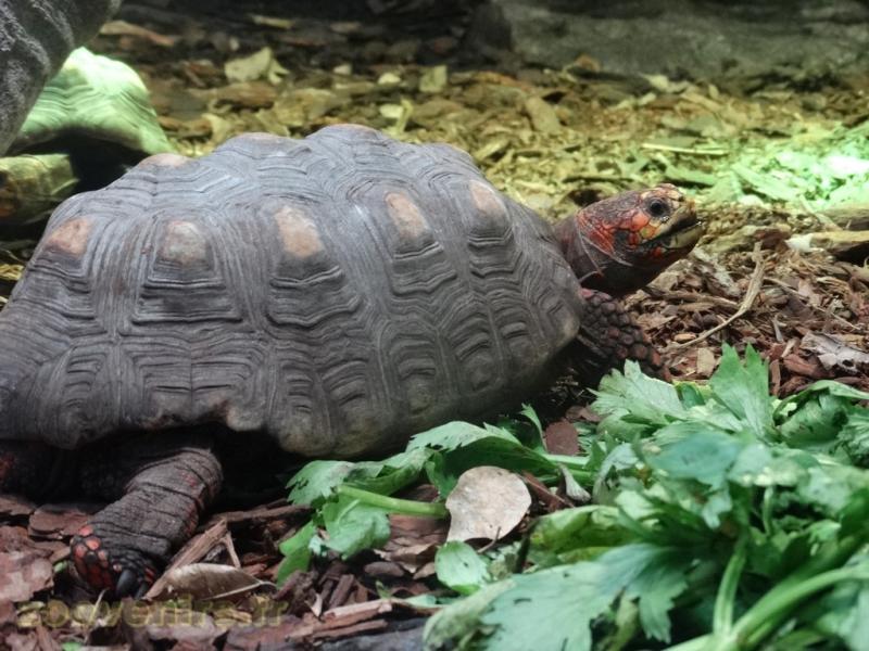 Tortue charbonnière à pattes rouges
