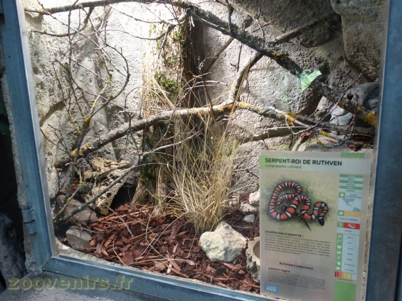 Serpent-roi de Ruthven