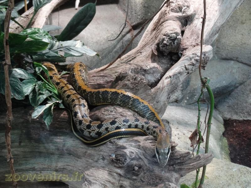 Serpent ratier de Taiwan