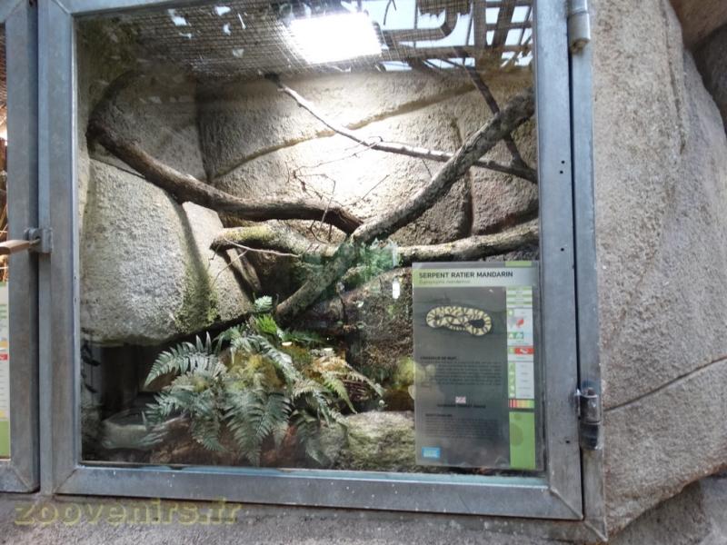 Serpent ratier mandarin