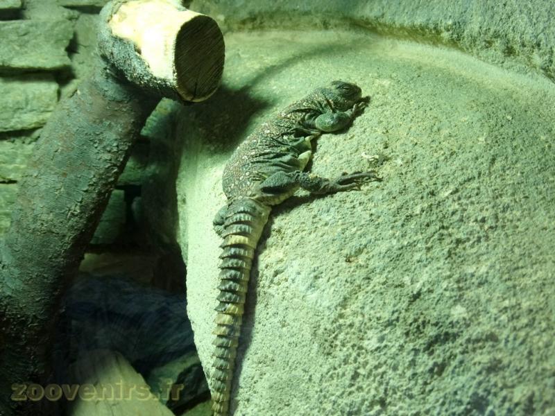 Lézard fouette-queue ocellé