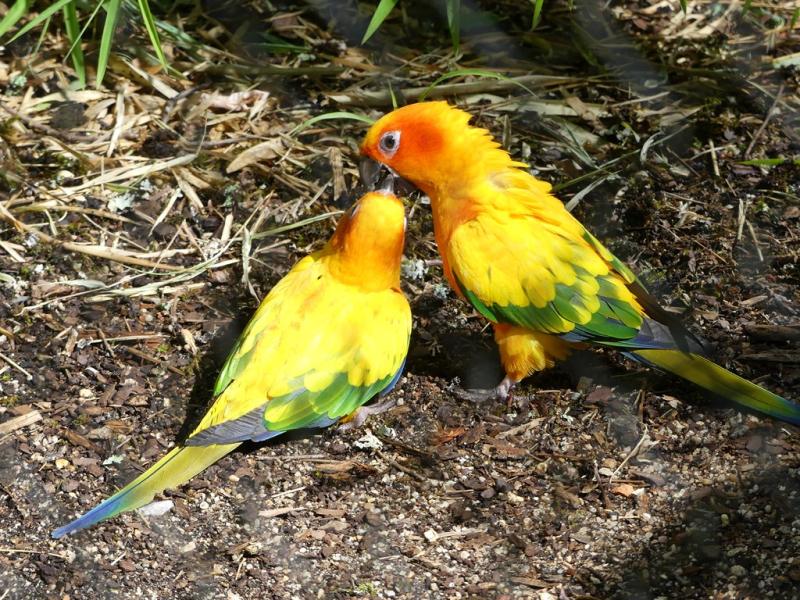 Conure soleil