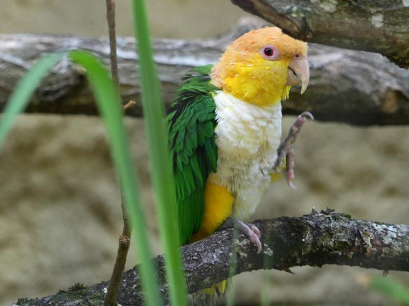 Caïque à ventre blanc