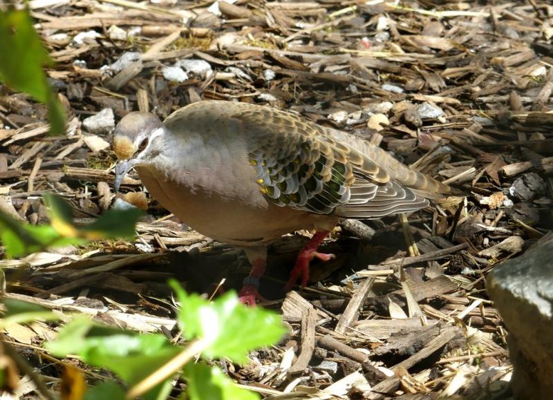 Colombine lumachelle