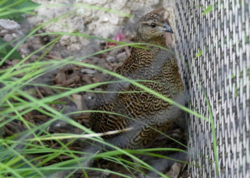 Perdrix de Madagascar