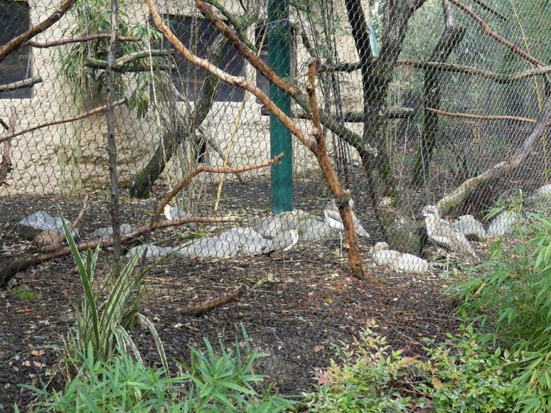 Volière de Papouasie