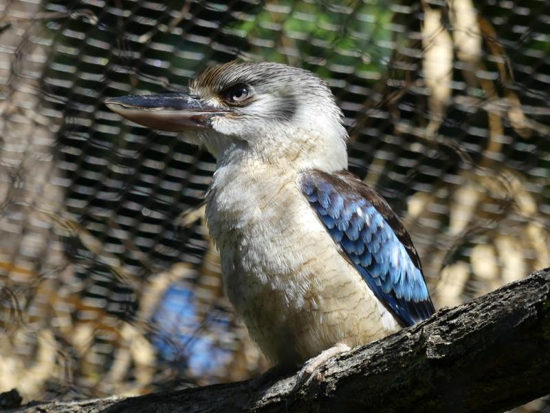 Martin chasseur à ailes bleues