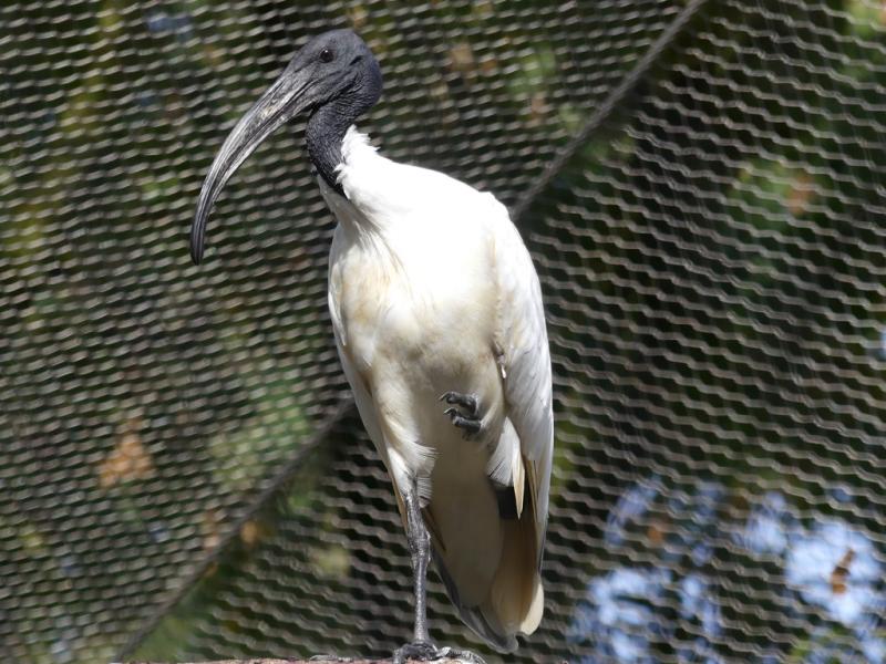 Ibis à tête noire