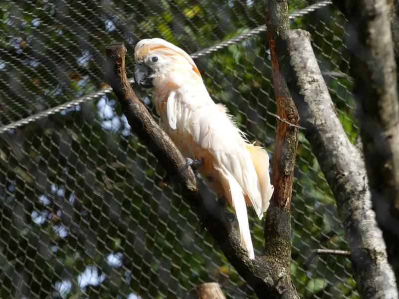 Cacatoés des Philippines