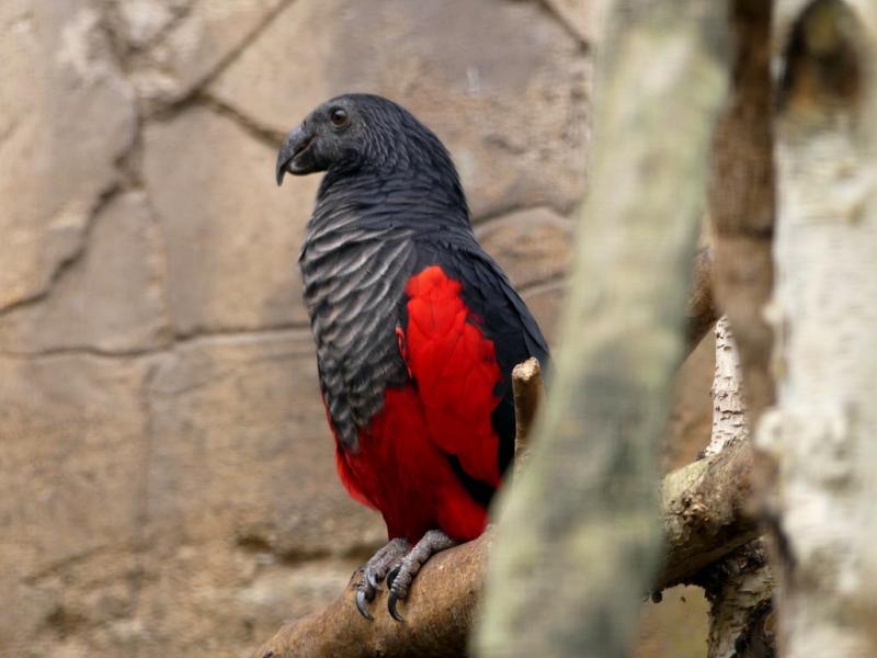 Perroquet de Pesquet