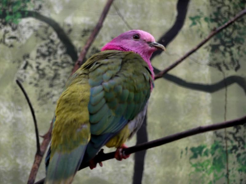 Ptilope à tête rose