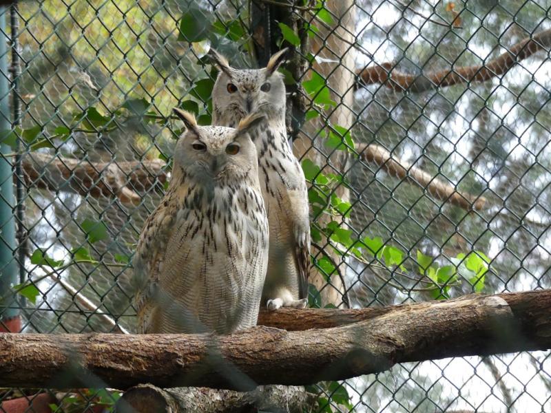 Grand duc de Sibérie