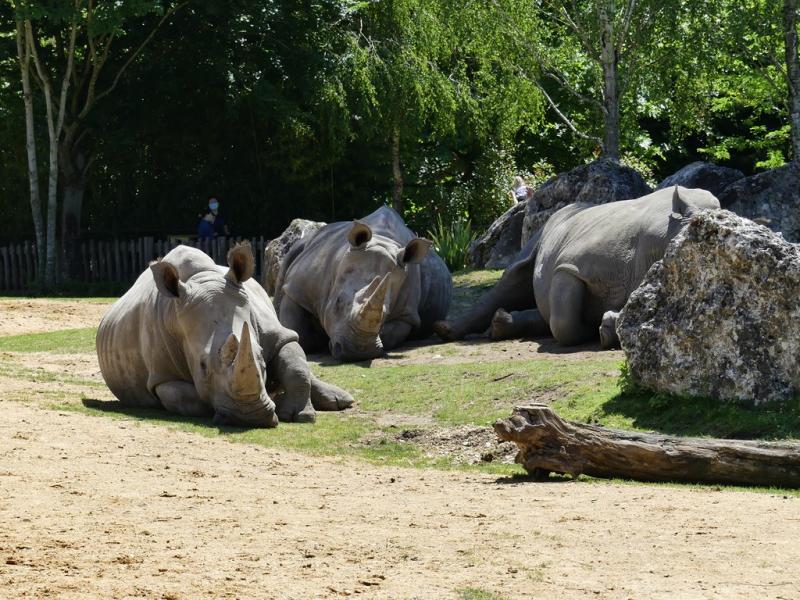 Rhinocéros blanc