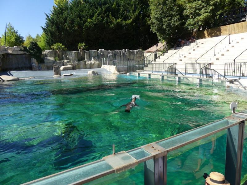 Otarie de Californie