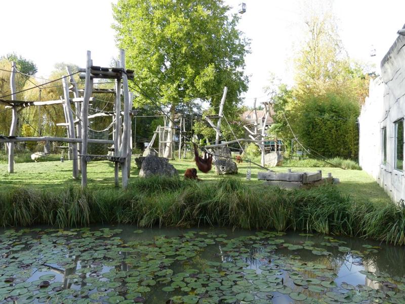 Orang-outang de Bornéo