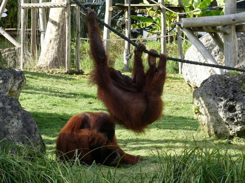 Orang-outang de Bornéo