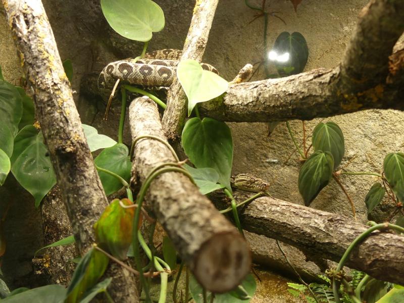 Boa des jardins