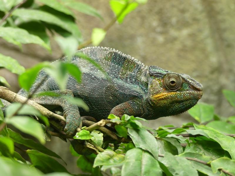 Caméléon panthère