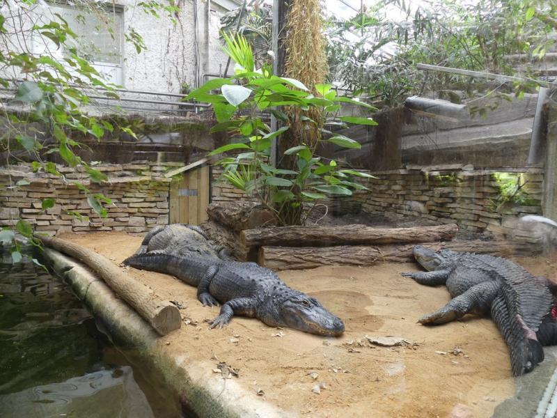 Crocodile du Mississipi