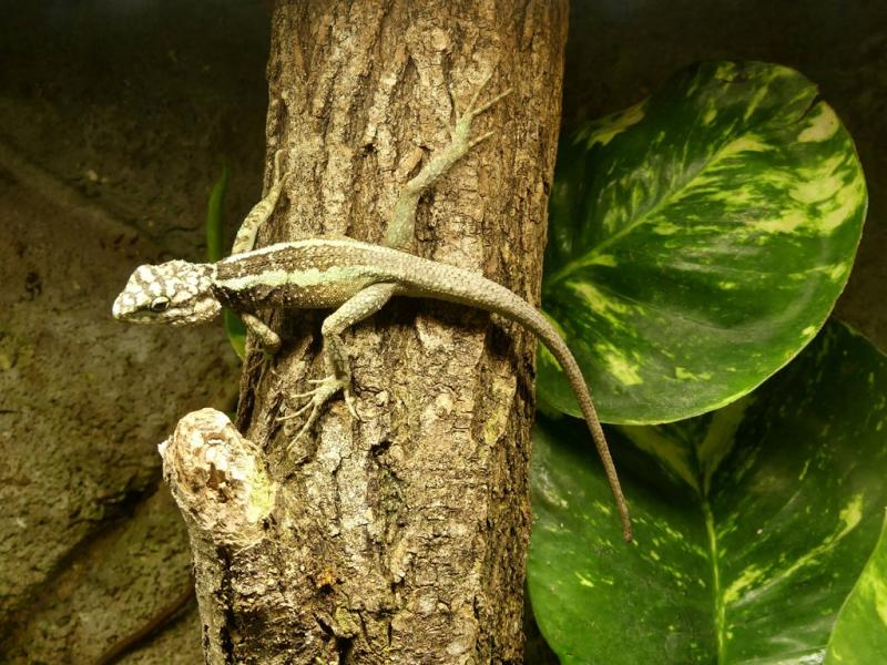 Diploderma splendidum