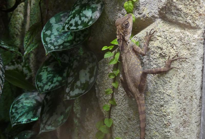 Dragon géant des forêt