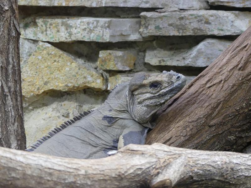 Iguane rhinocéros
