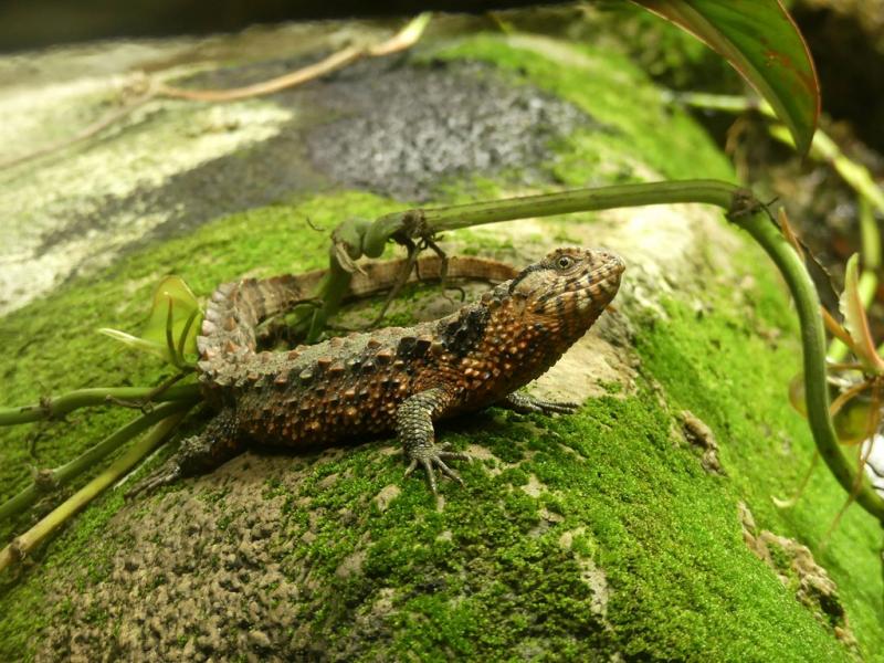 Lézard crocodile de Chine