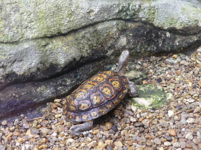 Tortue forestière peinte