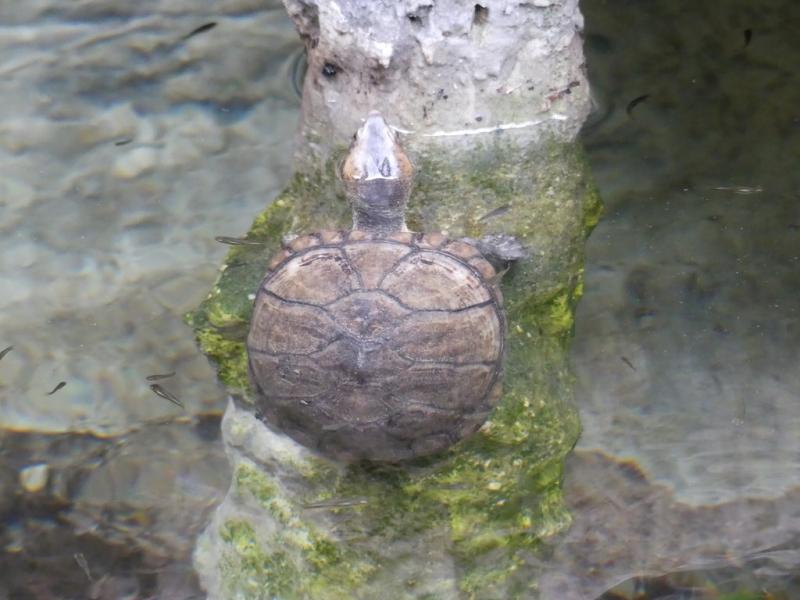 Cinosterne à lèvres blanches