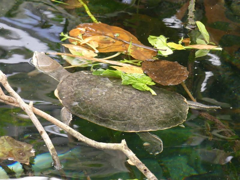 Tortue Saint Hilaire