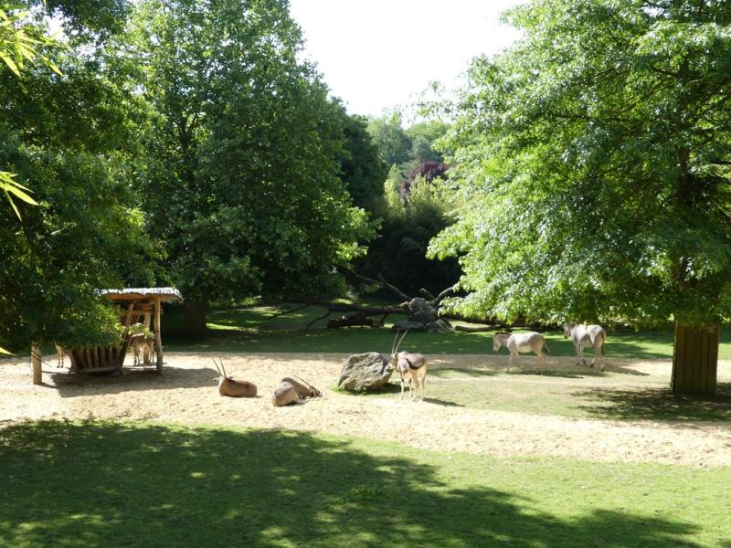 Ane de Somalie - Oryx beisa