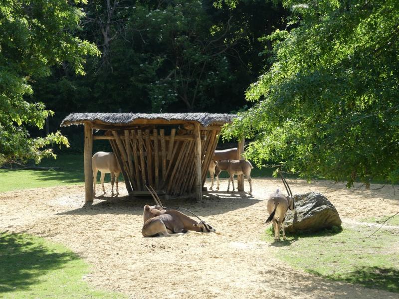 Ane de Somalie - Oryx beisa