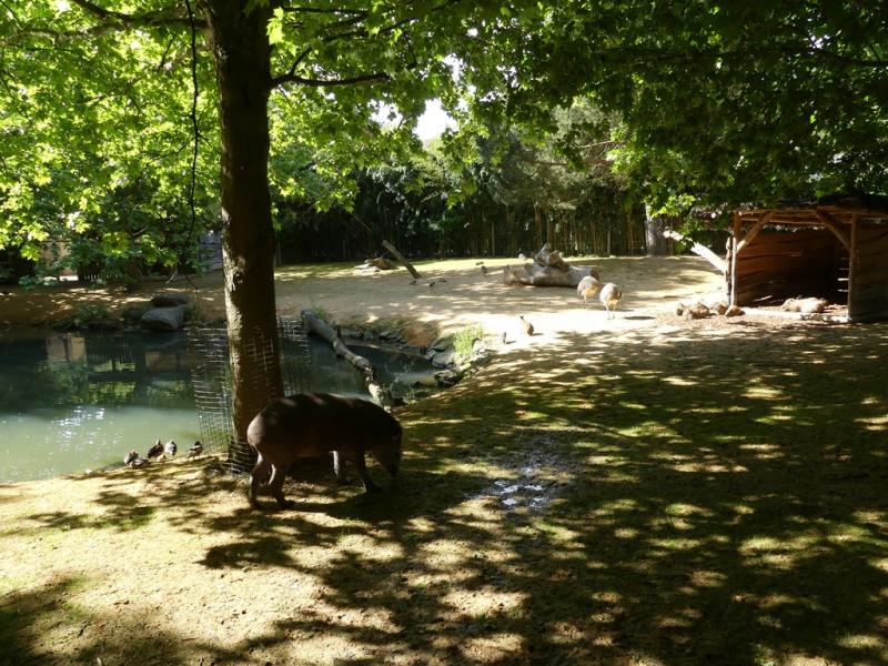 Pampa sud-américaine