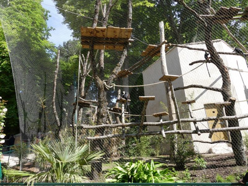 Cercopithèque diane