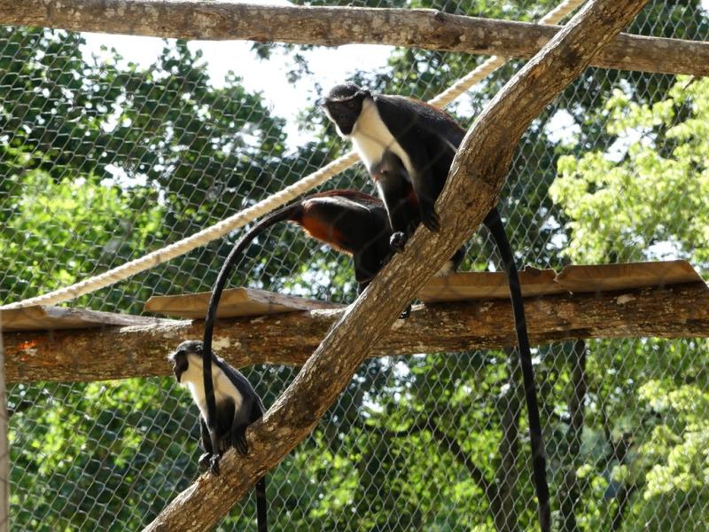 Cercopithèque diane