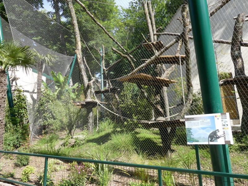 Cercopithèque moustac