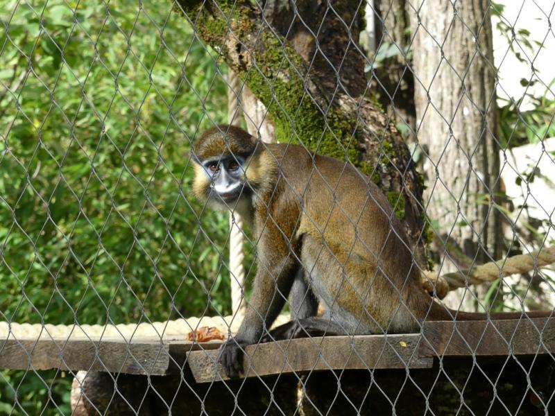 Cercopithèque moustac