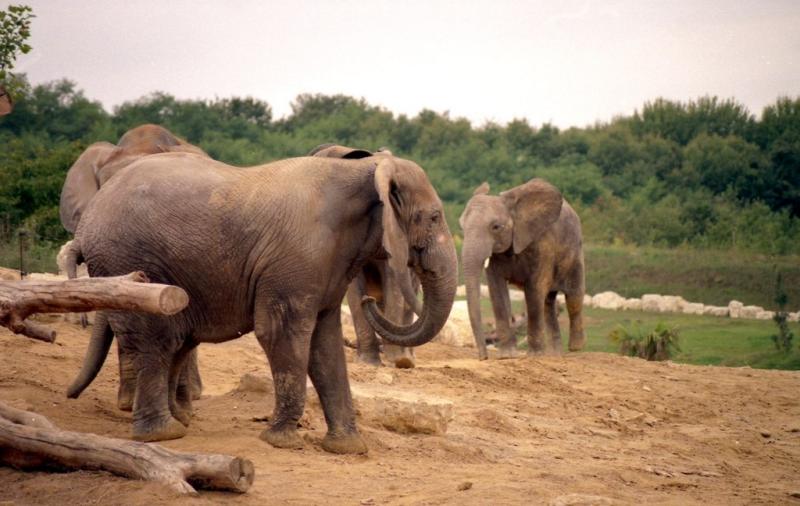 Eléphant d'Afrique - 2005