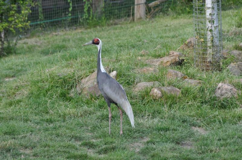 Grue à cou blanc - 2014