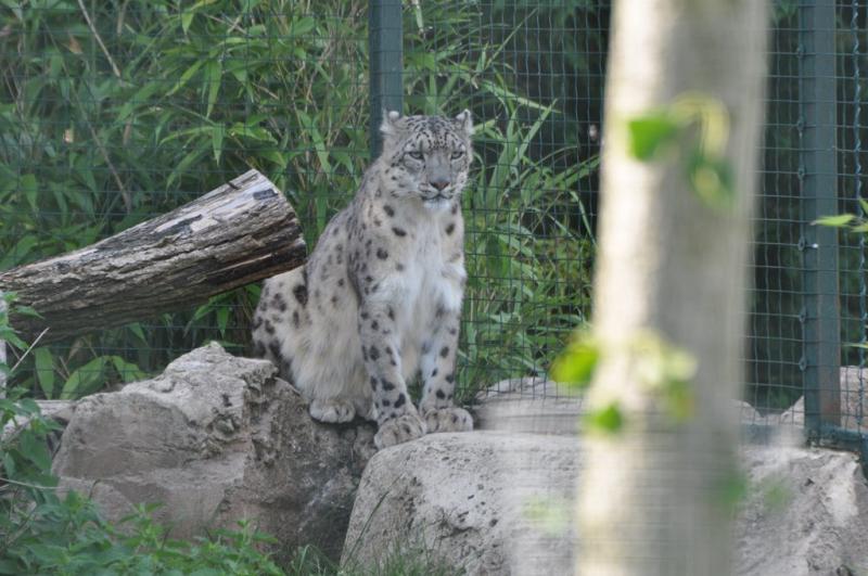 Panthère des neiges - 2014